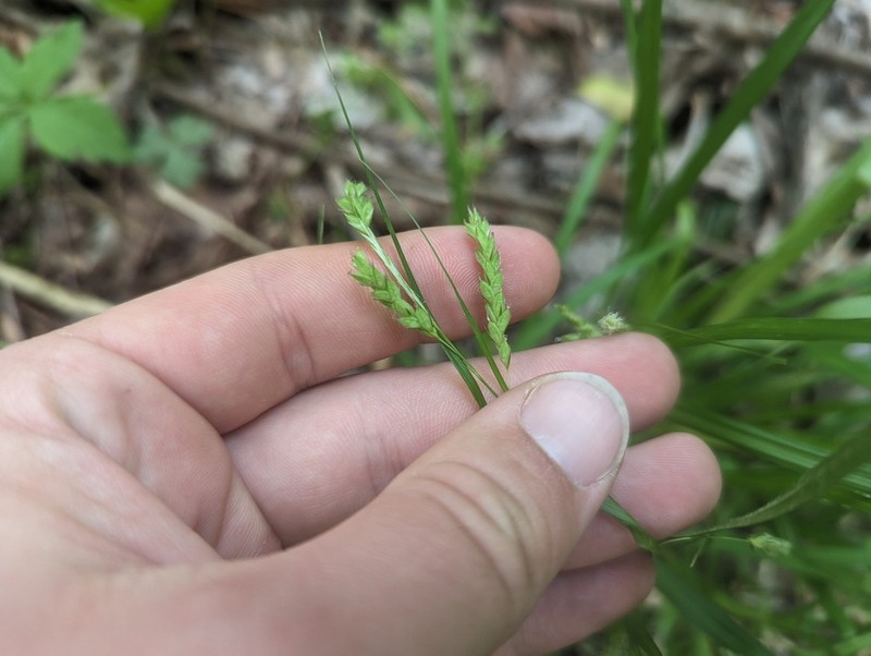 Sharpscale Sedge photo 6