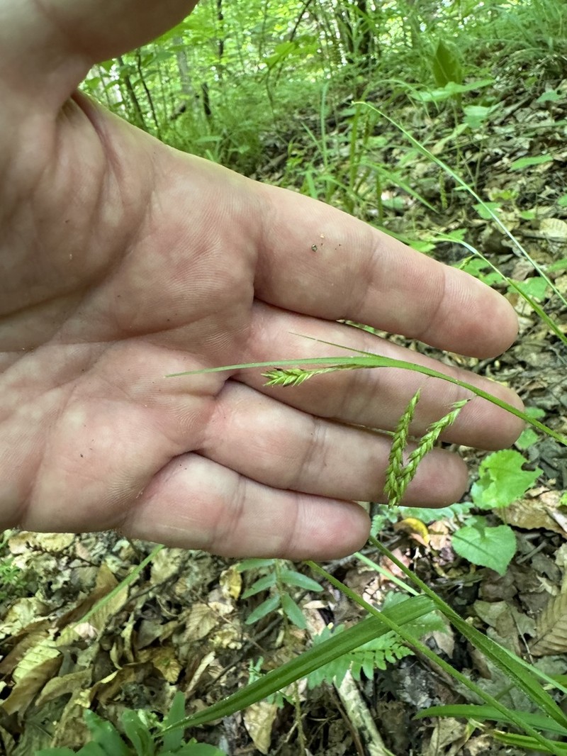 Sharpscale Sedge photo 7