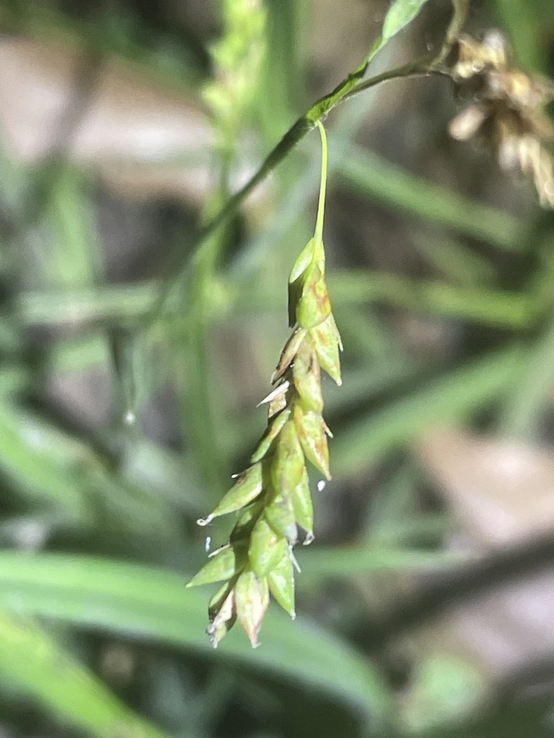 Sharpscale Sedge photo 8