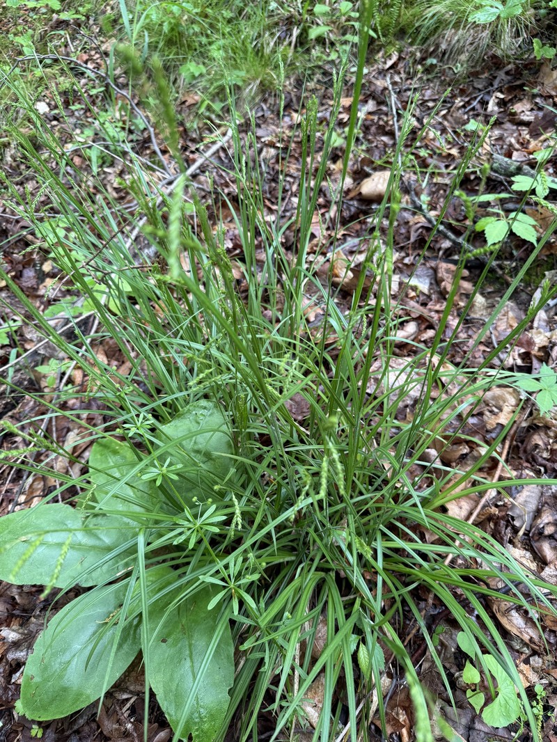 Carex oxylepis var. oxylepis