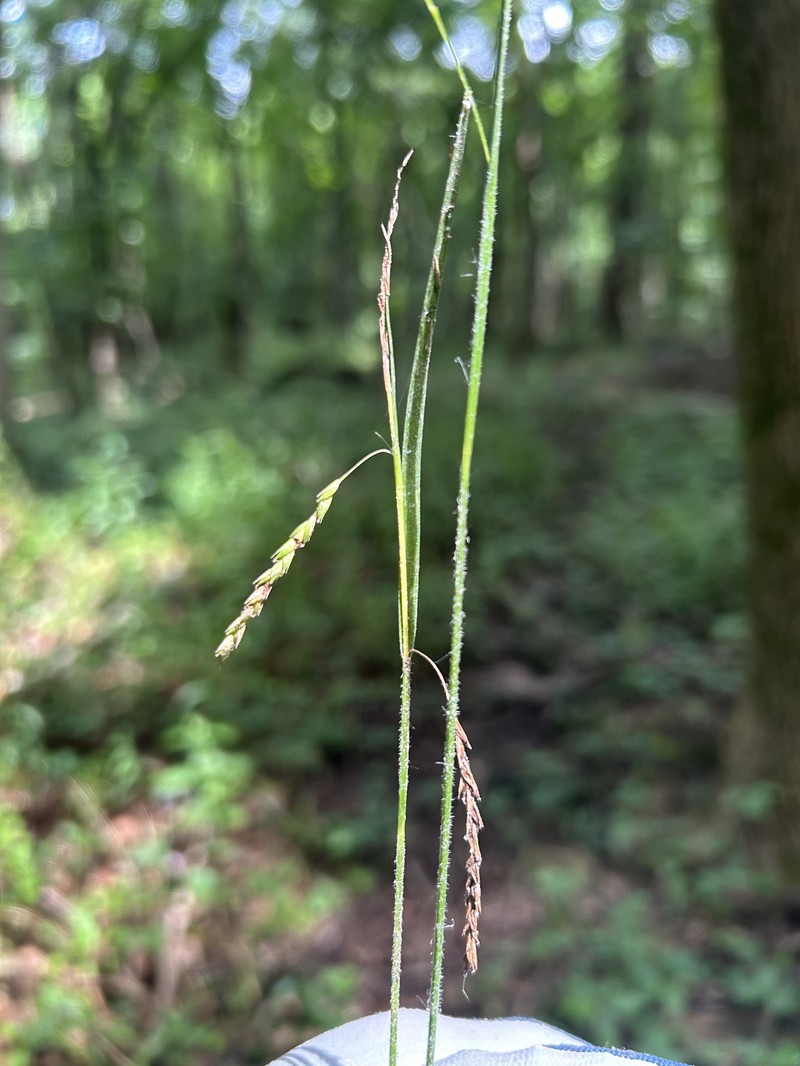 Carex oxylepis var. oxylepis photo 3