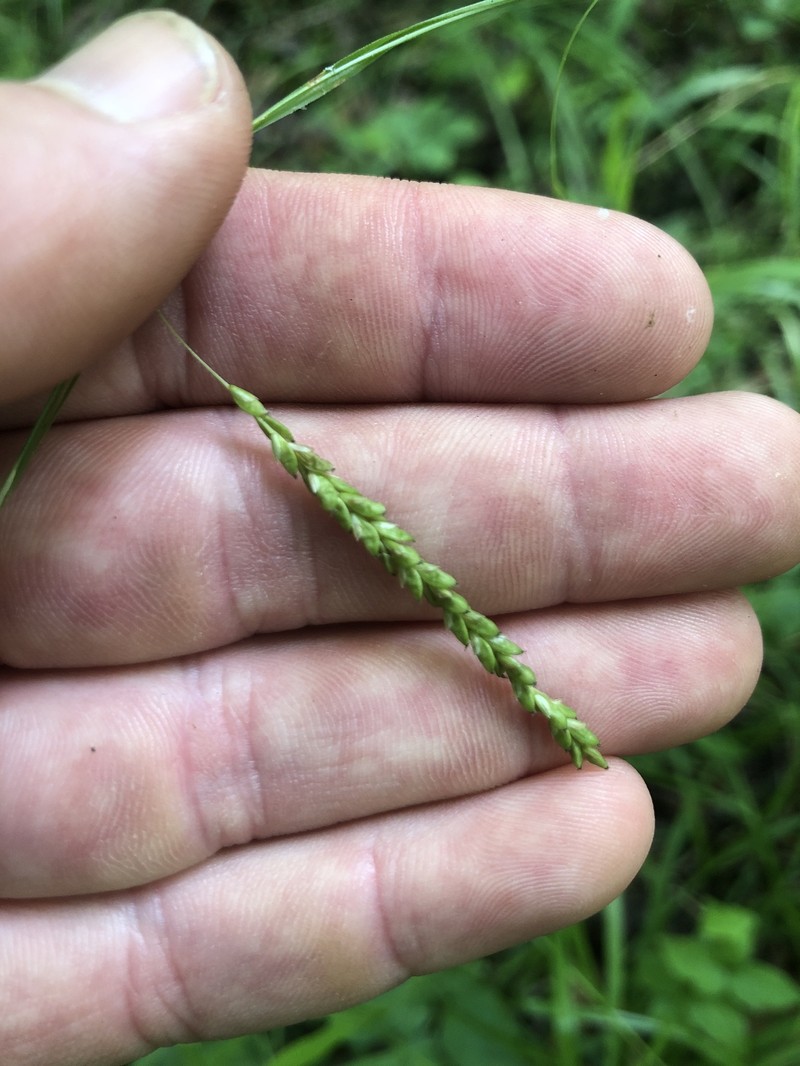 Carex oxylepis var. oxylepis photo 4
