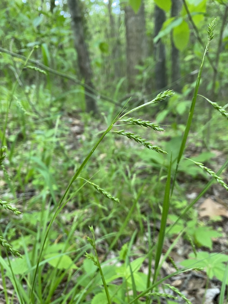 Carex oxylepis var. oxylepis photo 5
