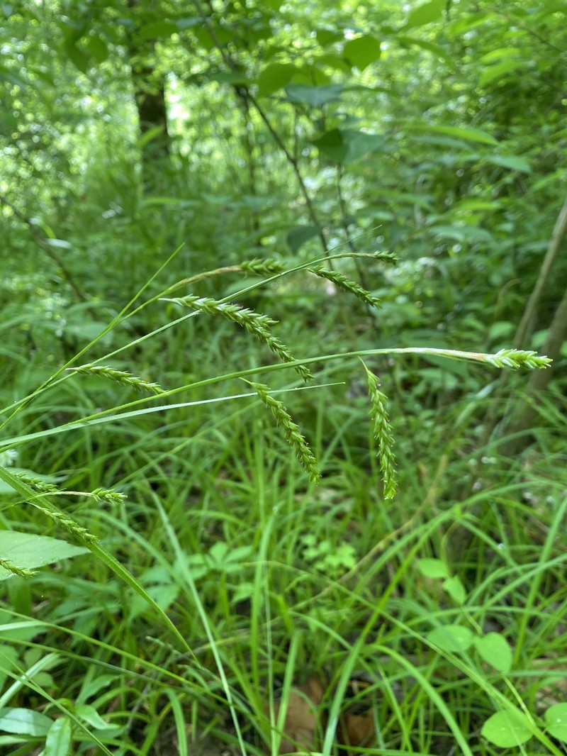 Carex oxylepis var. oxylepis photo 8