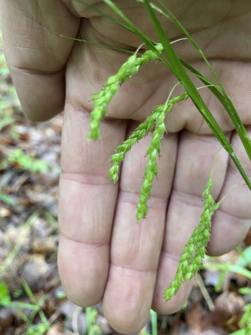 Carex oxylepis var. pubescens photo 2