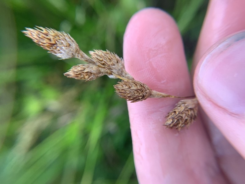 Ozark Sedge photo 2