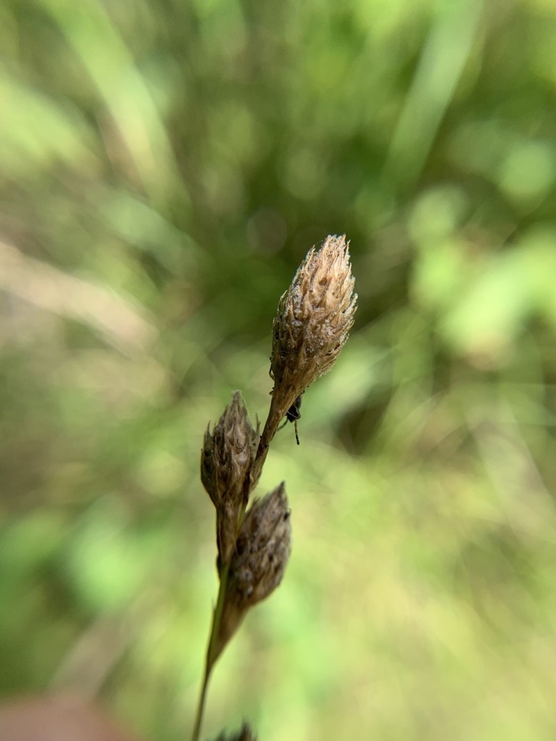 Ozark Sedge photo 3