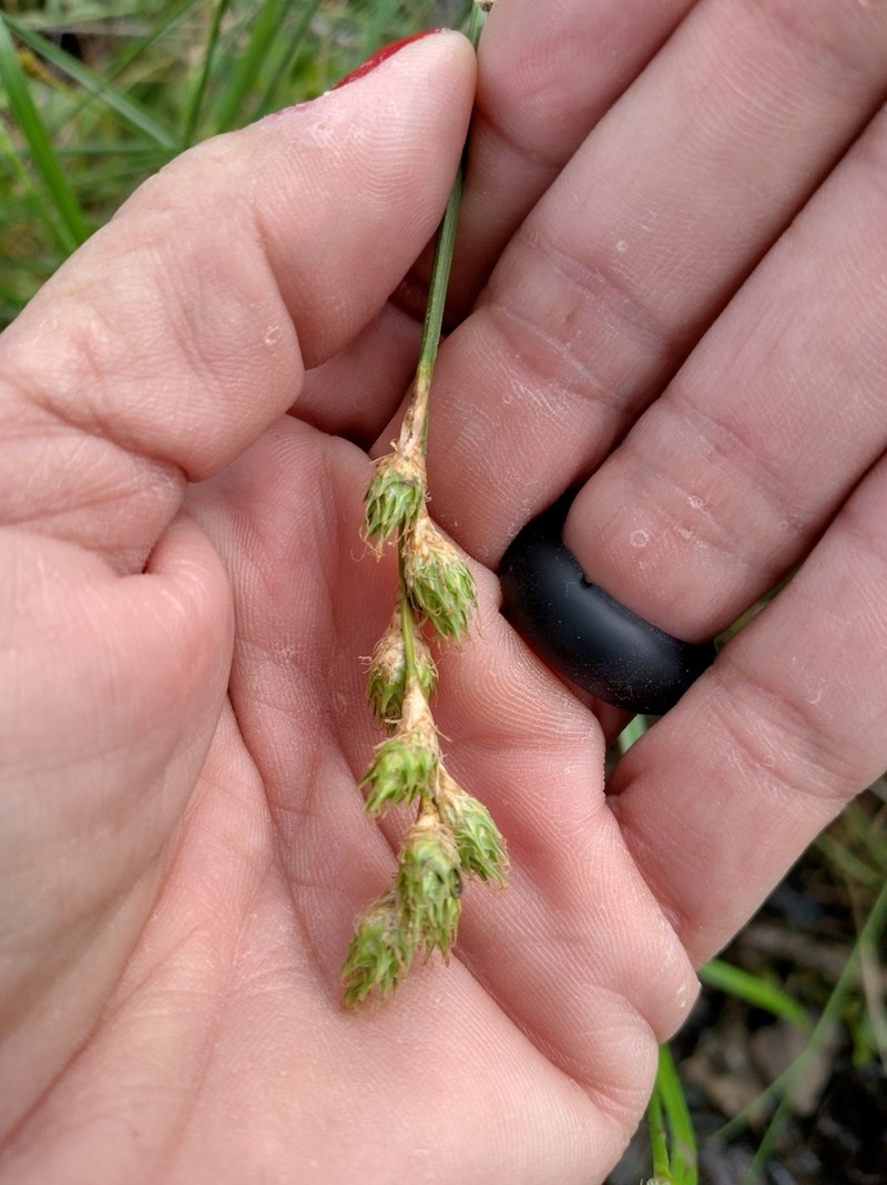 Ozark Sedge photo 4