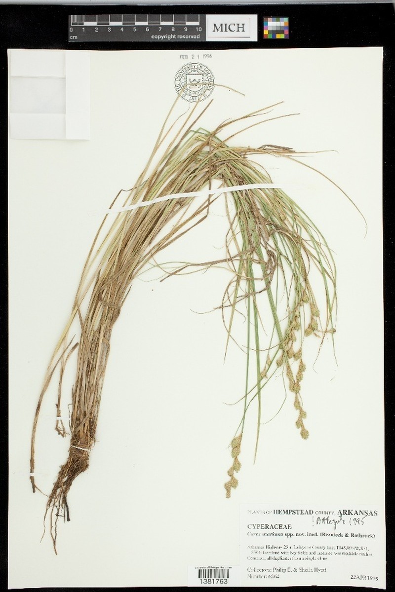 Ozark Sedge photo 5