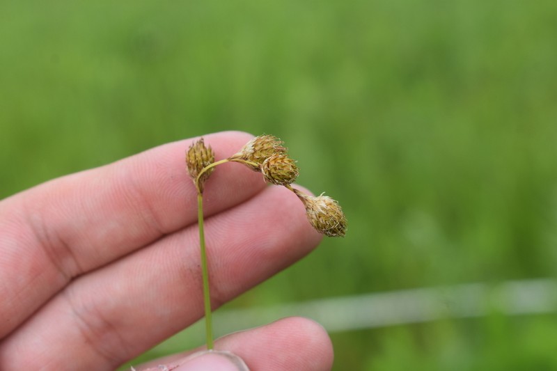 Ozark Sedge photo 7