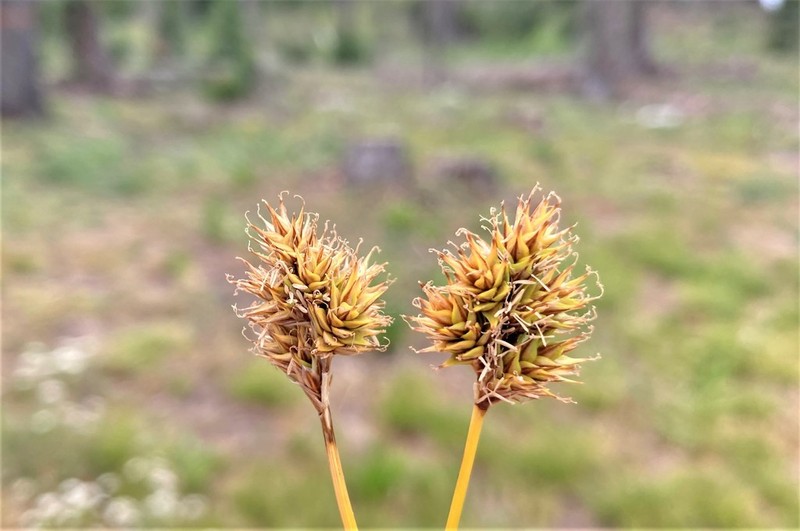 Carex pachycarpa