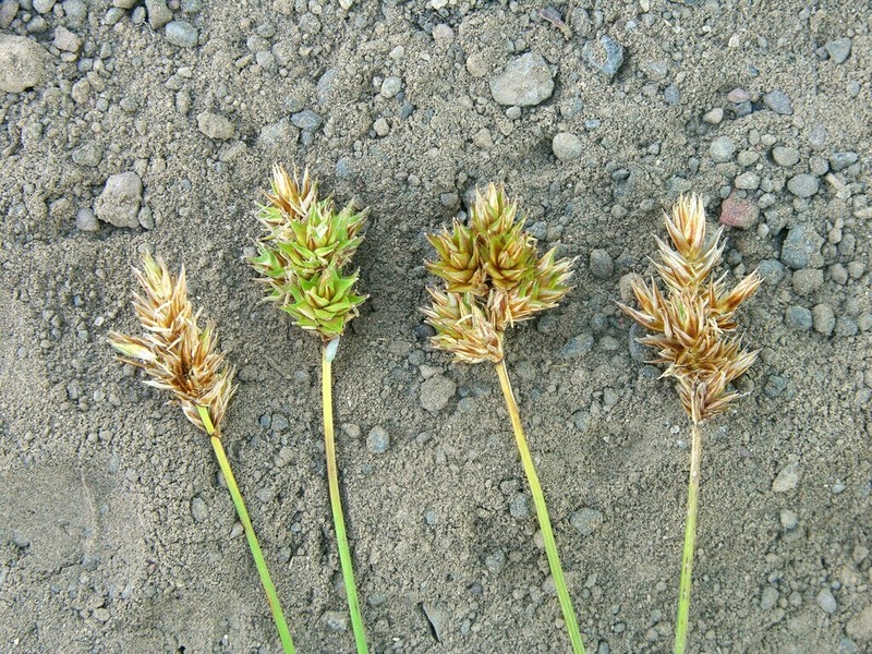 Carex pachycarpa photo 2