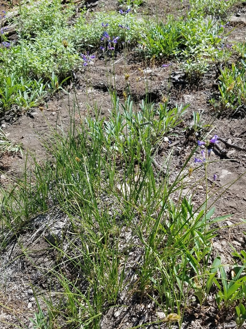 Carex pachycarpa photo 3