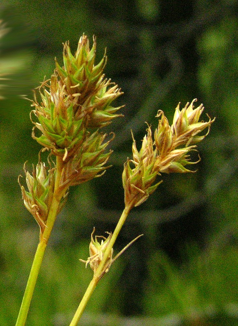 Carex pachycarpa photo 4