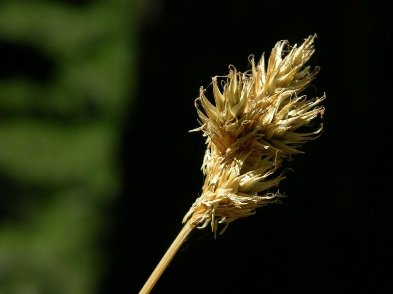 Carex pachycarpa photo 5