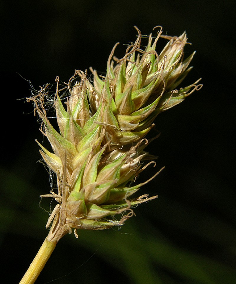 Carex pachycarpa photo 6