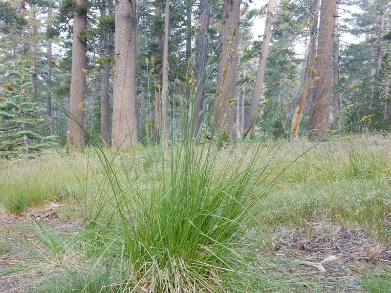 Chamisso Sedge