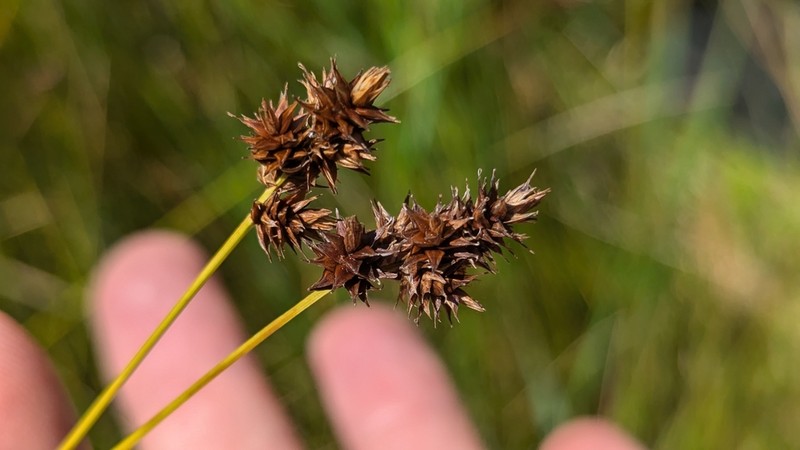 Chamisso Sedge photo 3