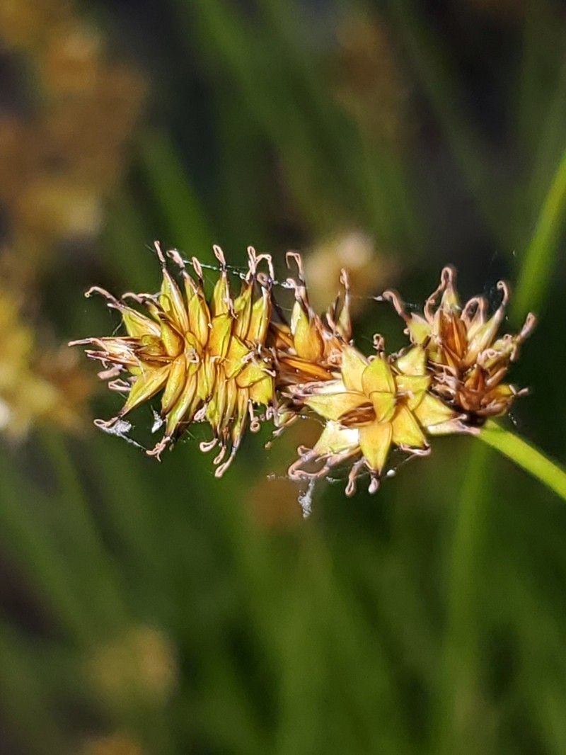 Chamisso Sedge photo 4
