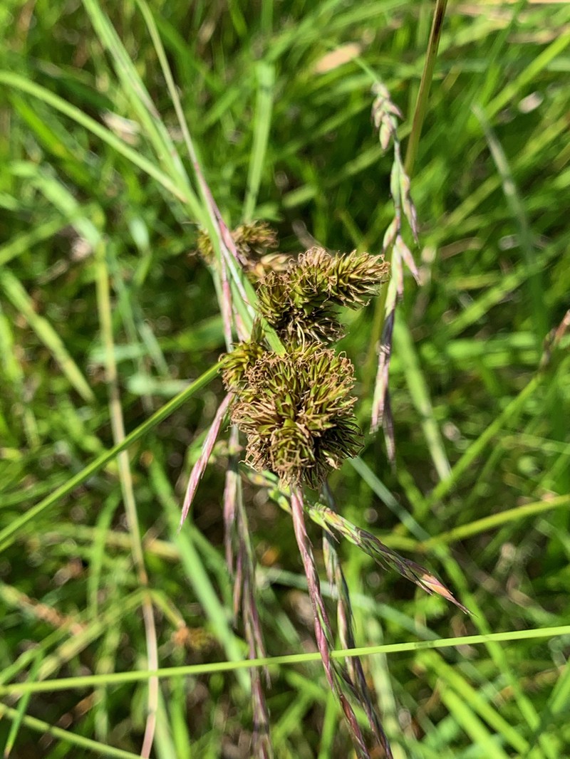 Chamisso Sedge photo 5
