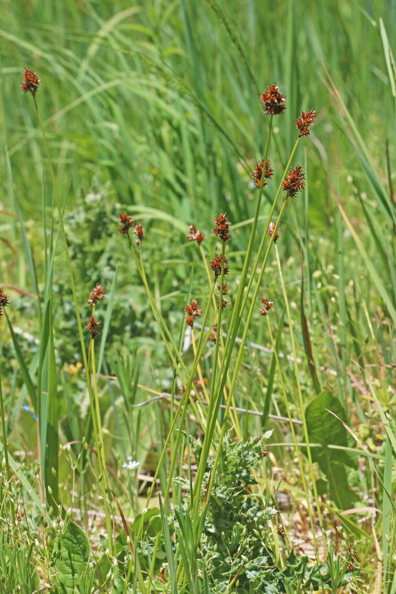 Chamisso Sedge photo 6