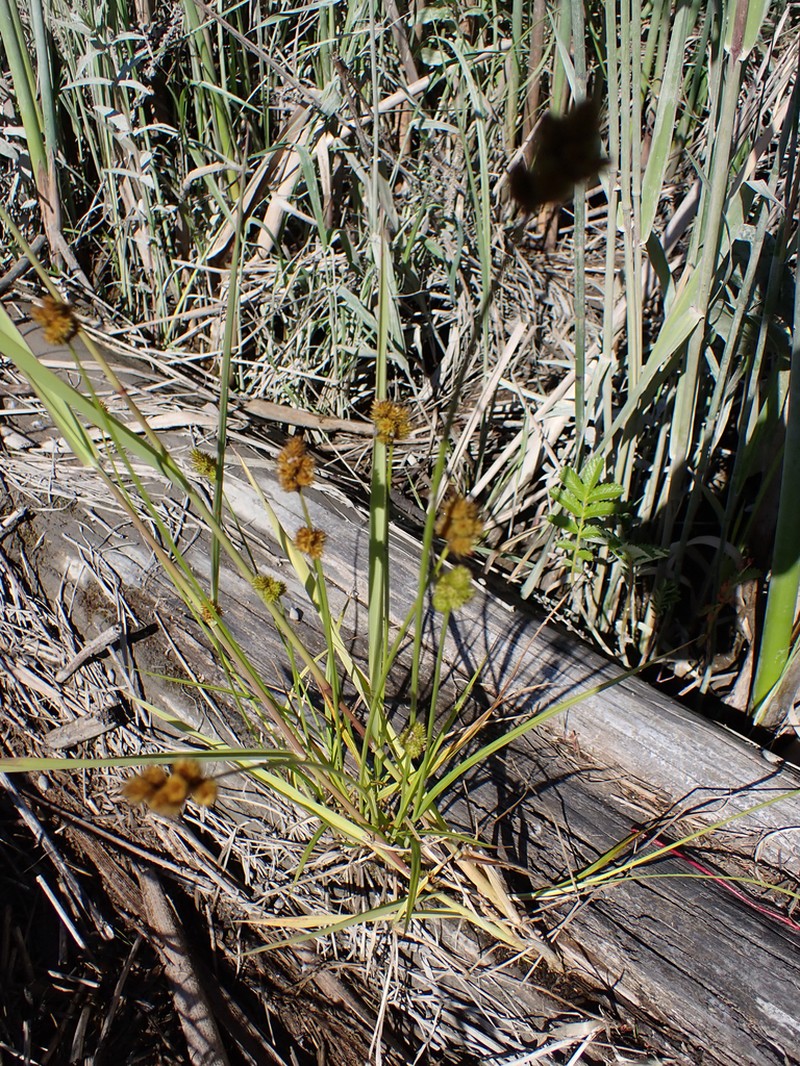 Chamisso Sedge photo 7