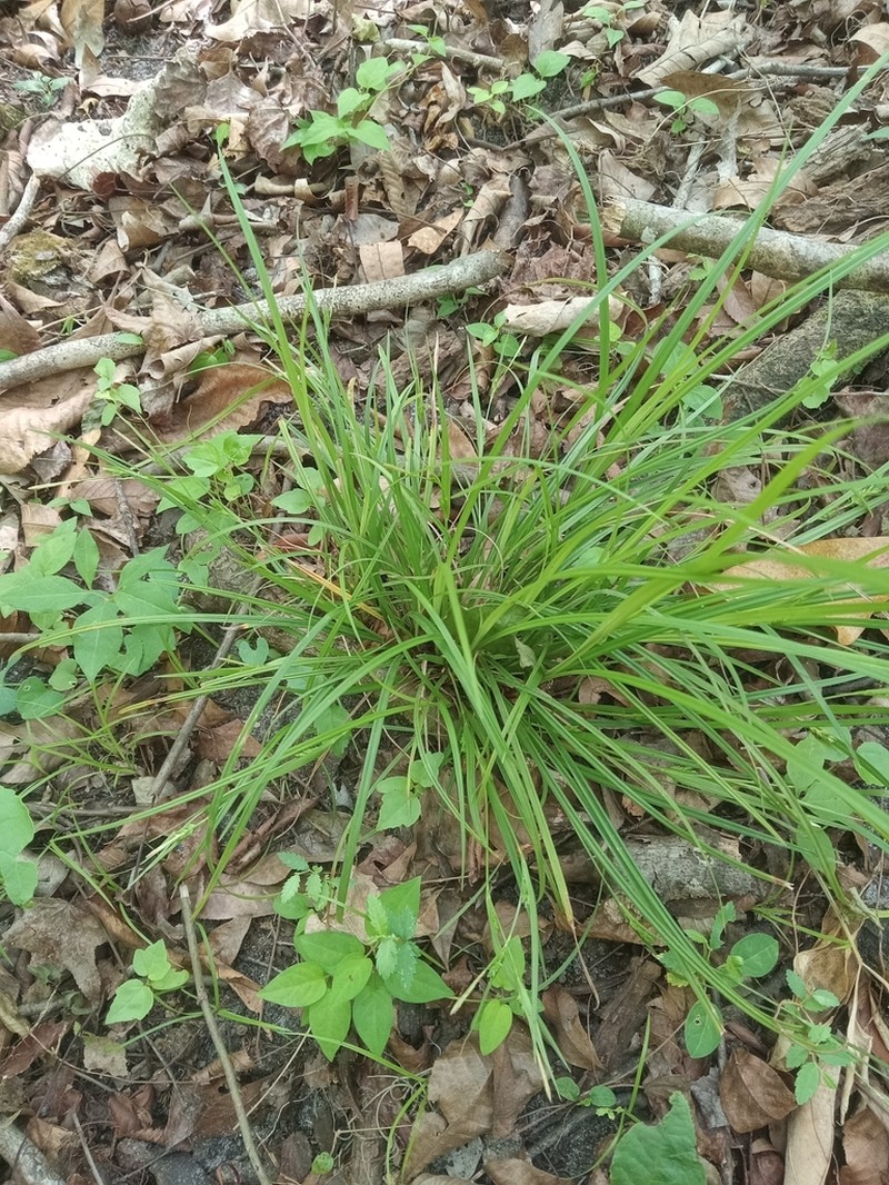 Peninsula Sedge photo 2