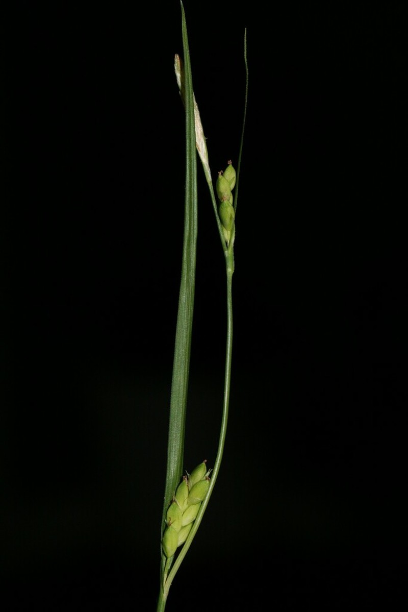 Peninsula Sedge photo 3