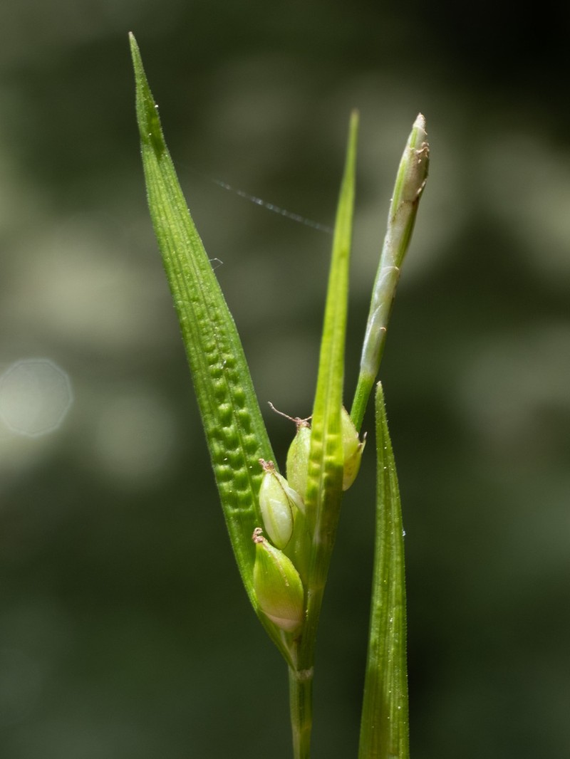 Peninsula Sedge photo 4