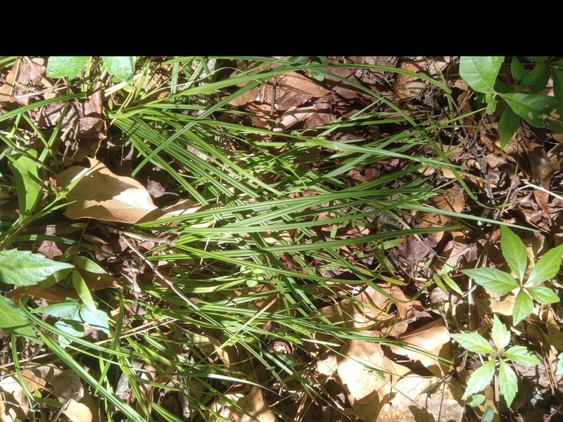 Peninsula Sedge photo 5