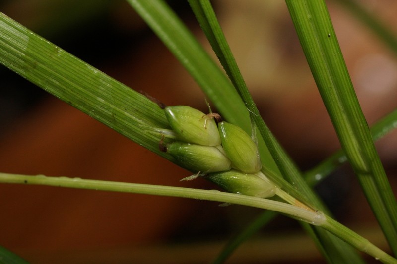 Peninsula Sedge photo 6