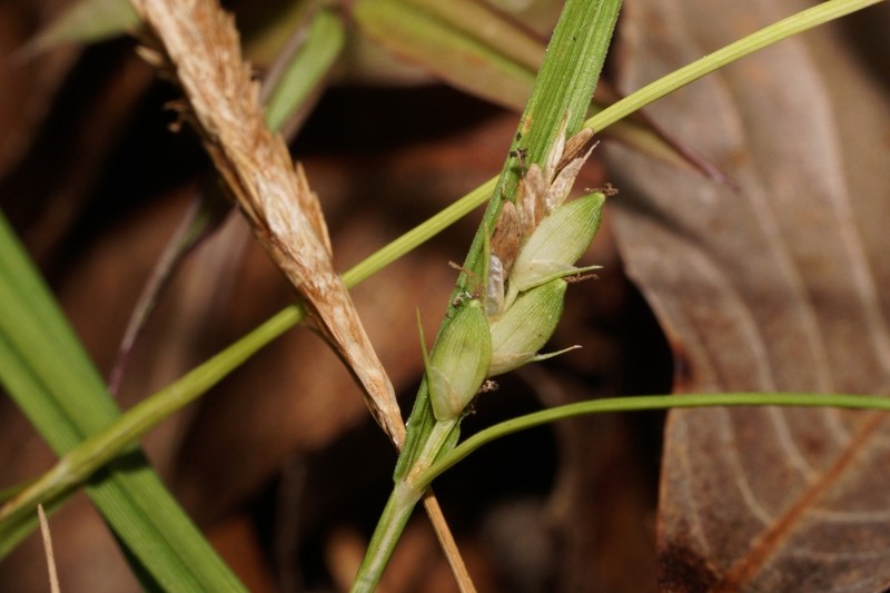 Peninsula Sedge photo 7