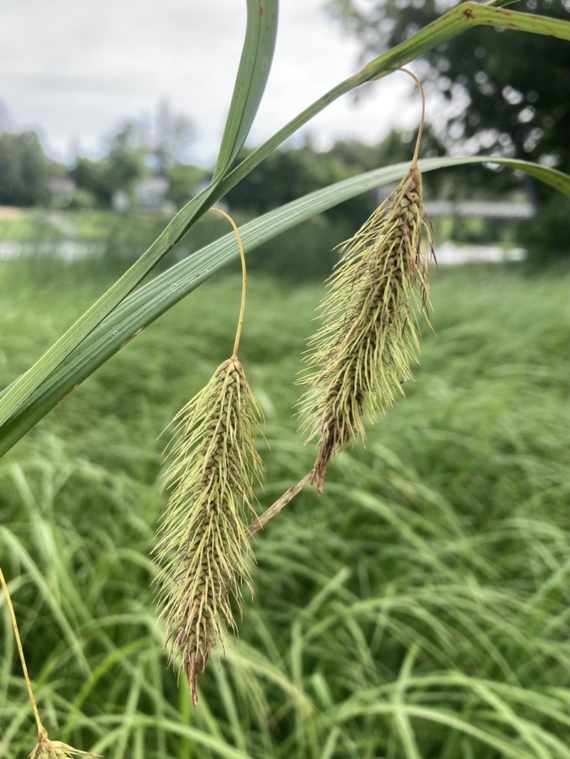 Chaffy Sedge photo 3