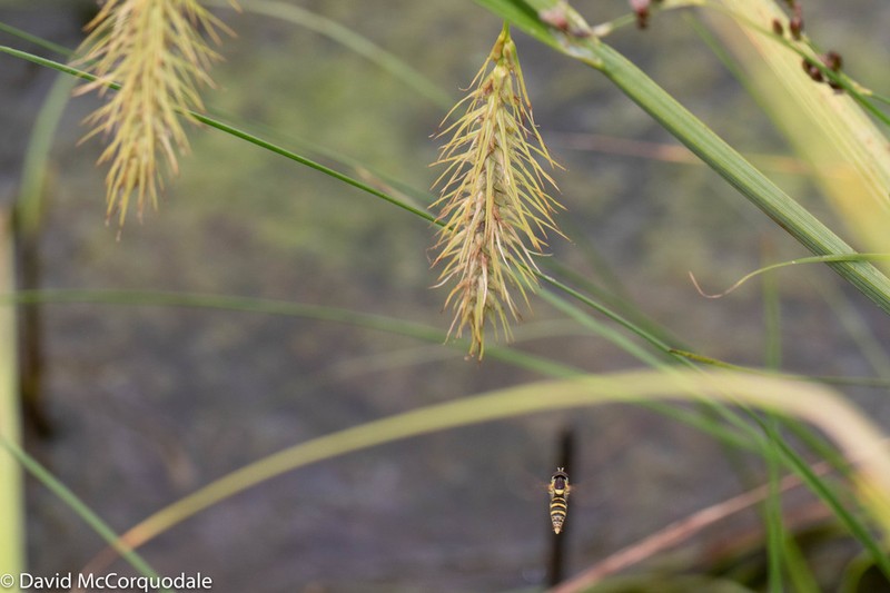 Chaffy Sedge photo 4