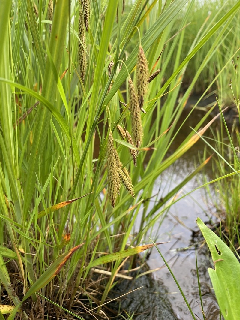 Chaffy Sedge photo 5