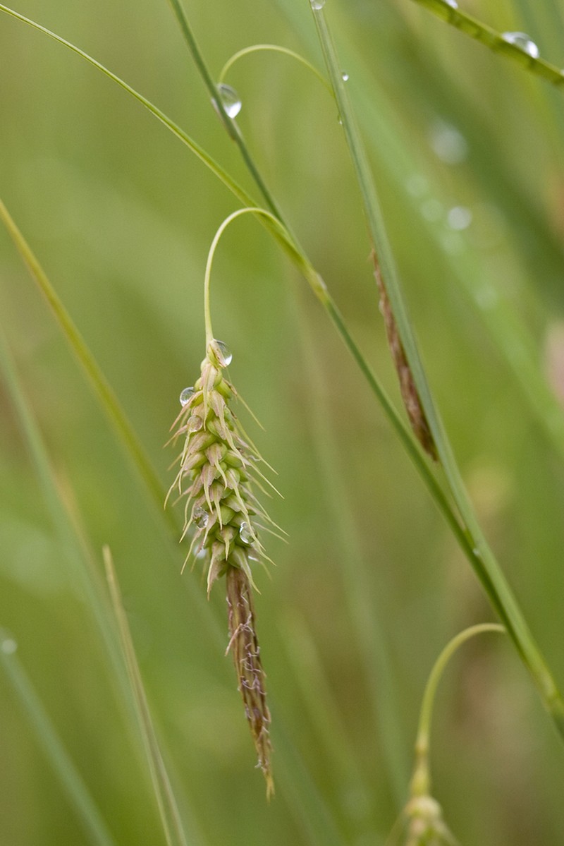 Chaffy Sedge photo 6