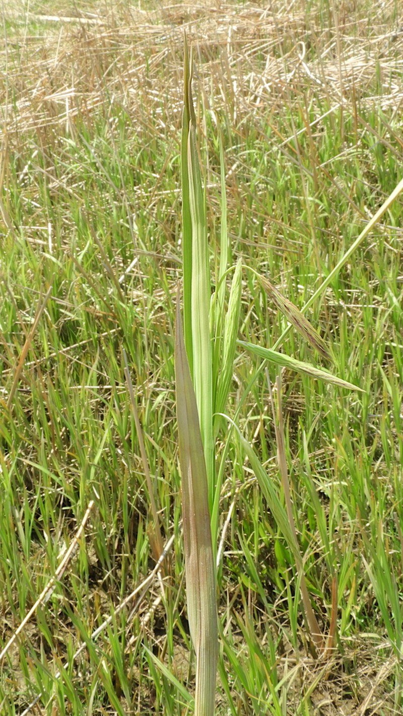 Chaffy Sedge photo 7
