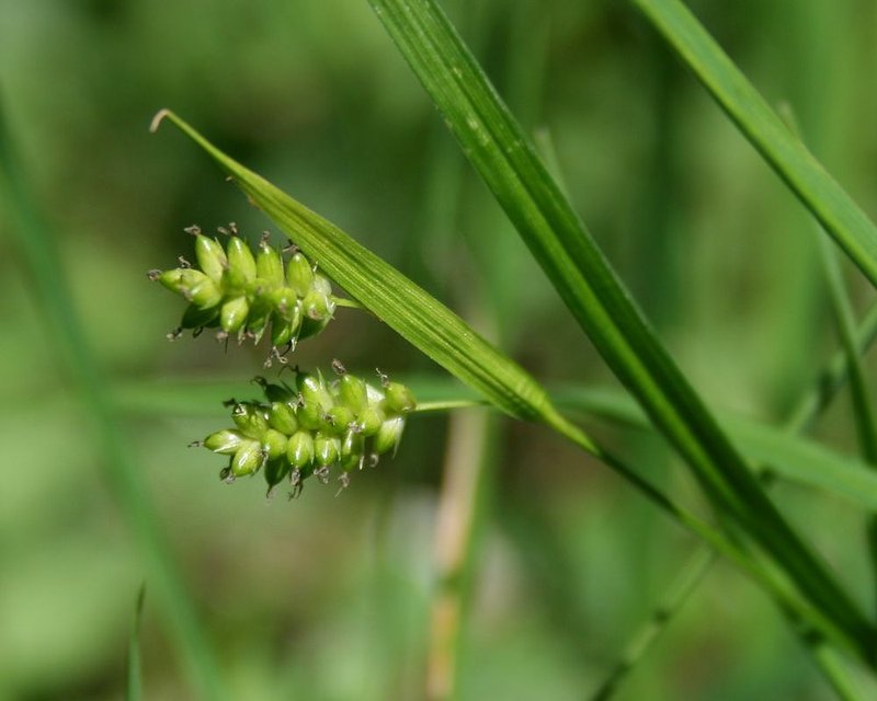 Pale Sedge