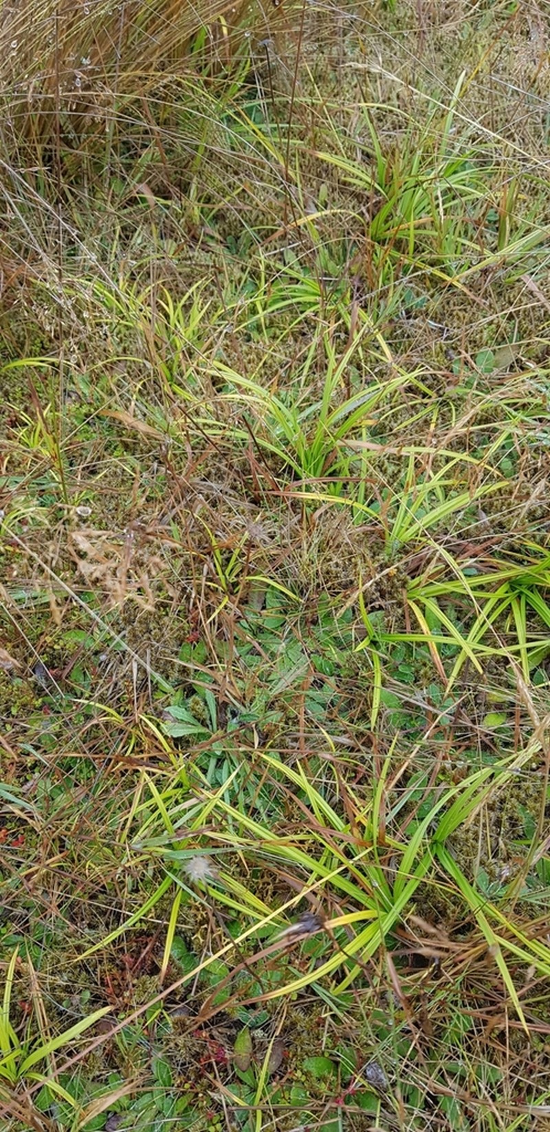 Pale Sedge photo 3