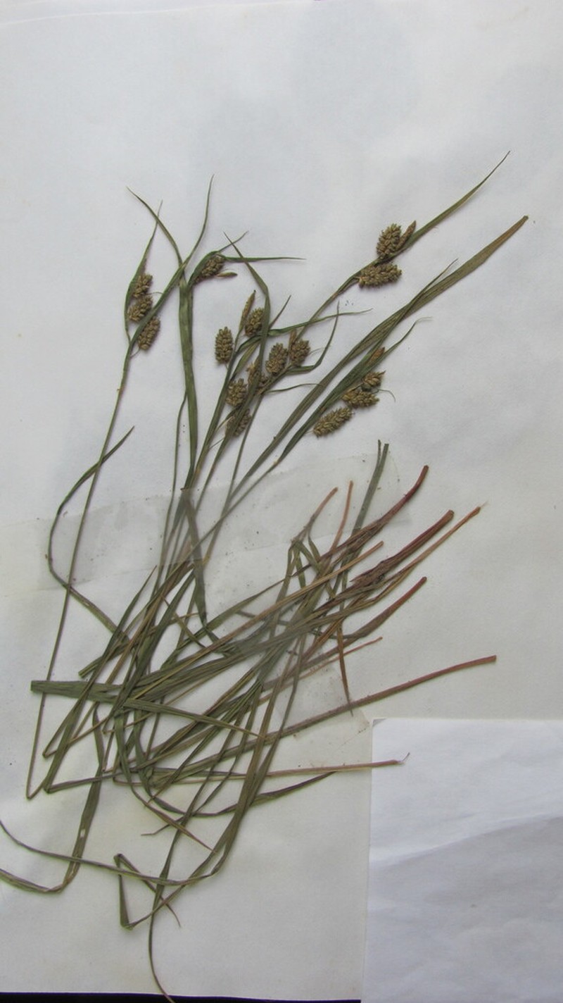 Pale Sedge photo 4