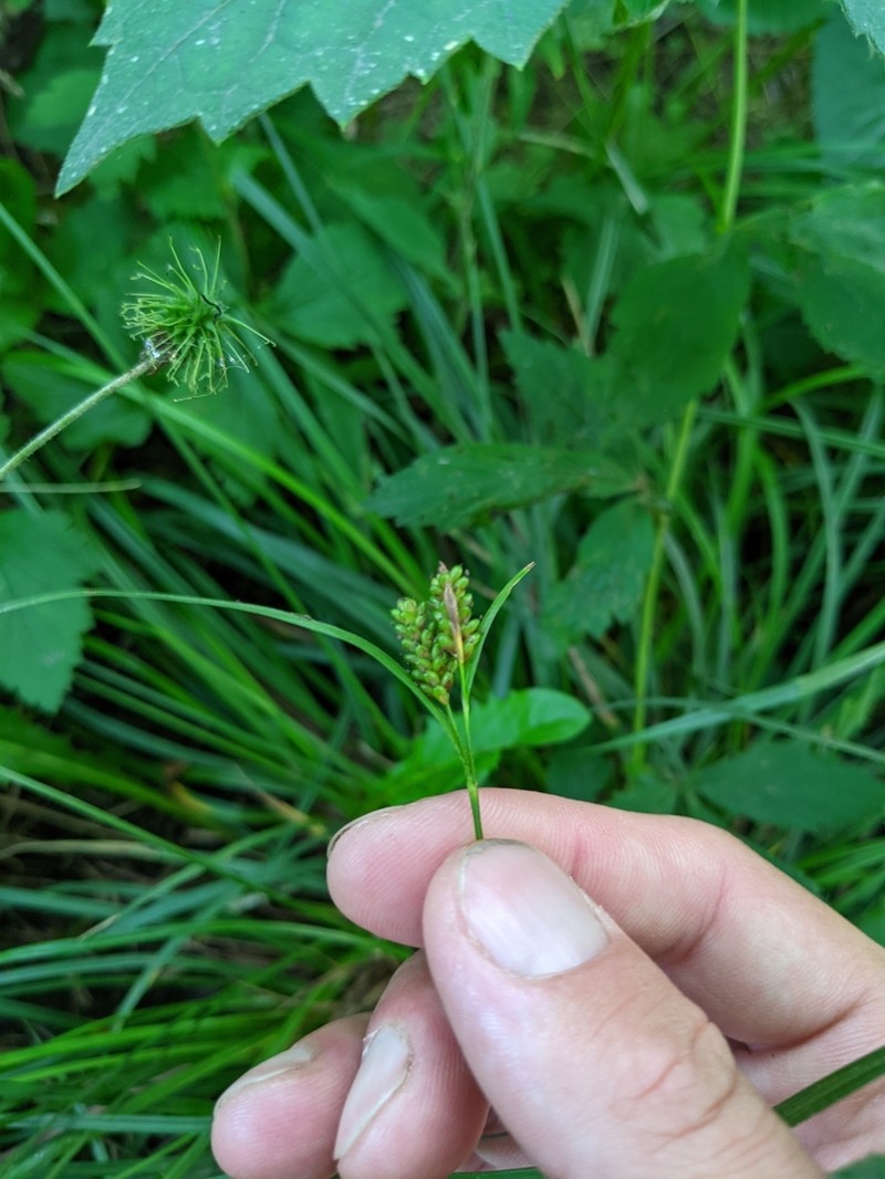Pale Sedge photo 5