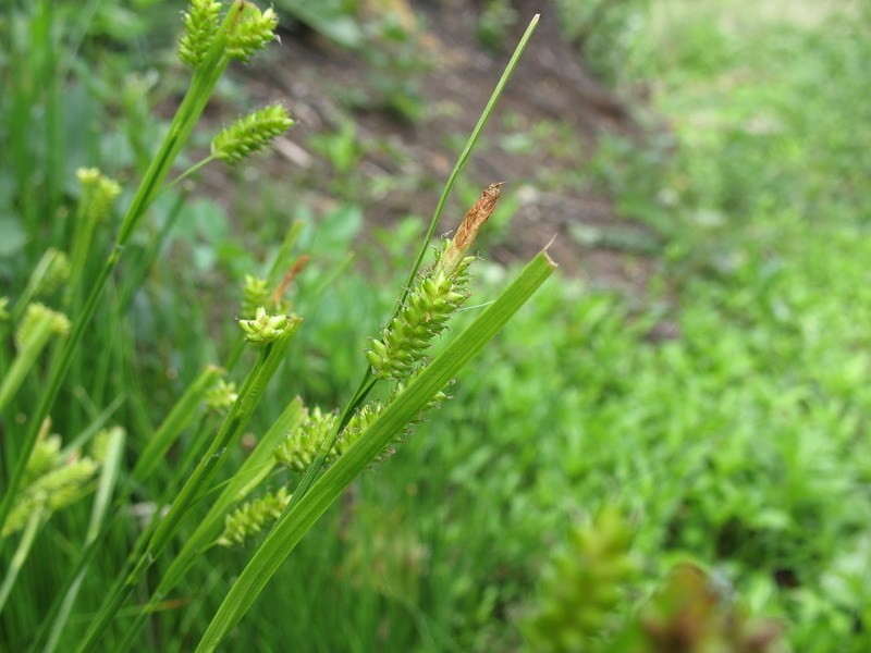 Pale Sedge photo 6