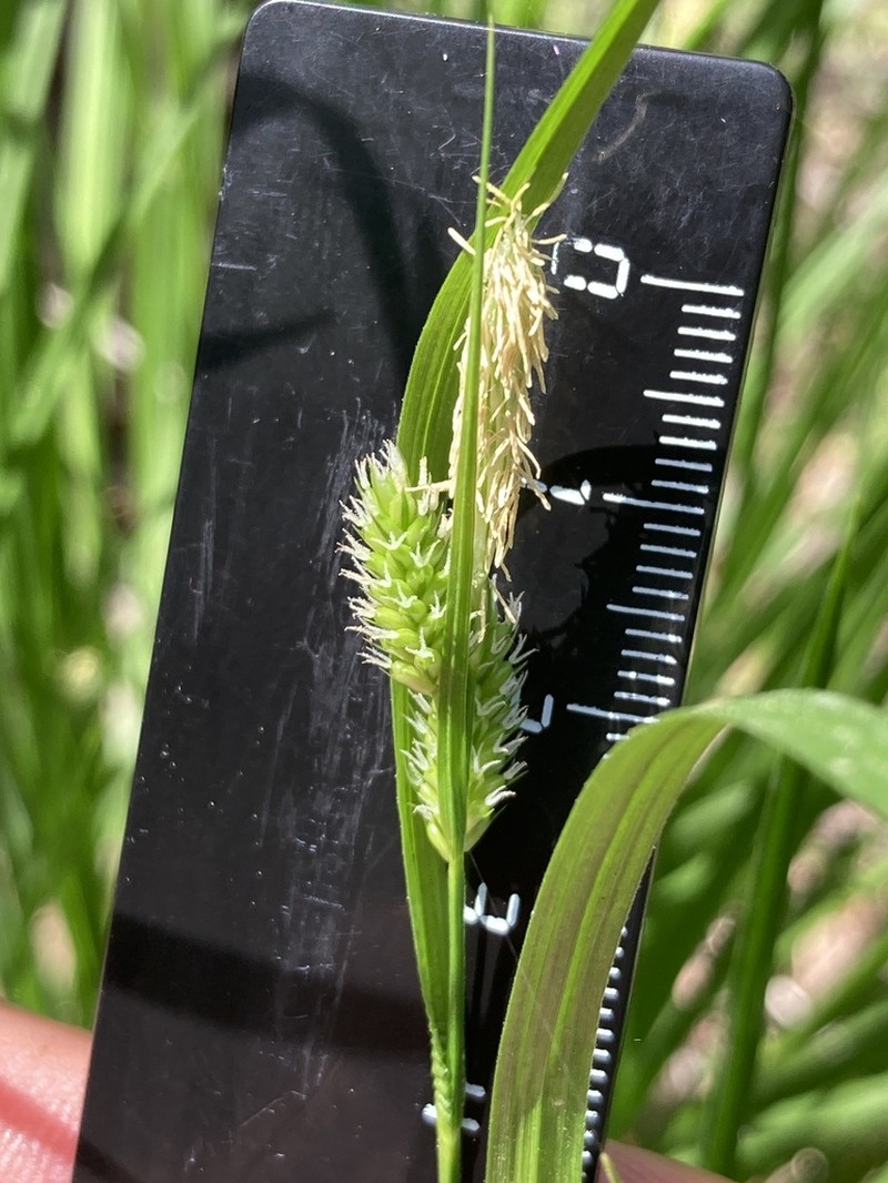 Pale Sedge photo 7