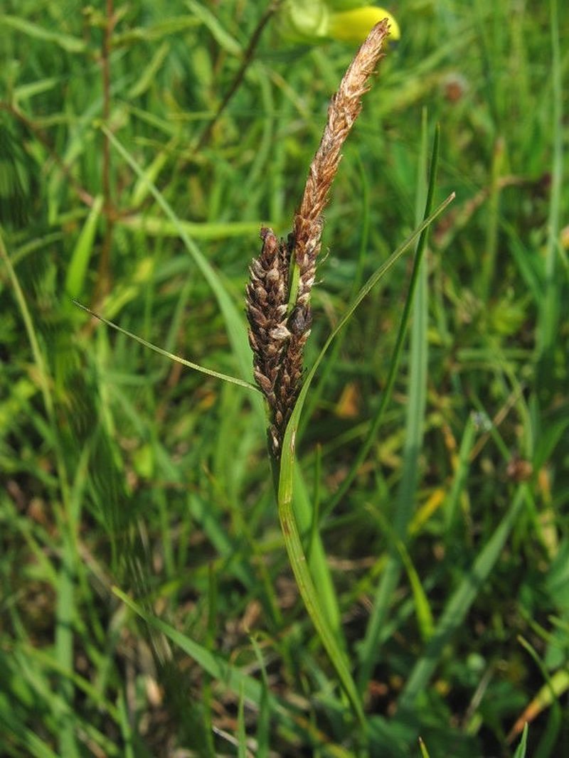 Grass-Like Sedge