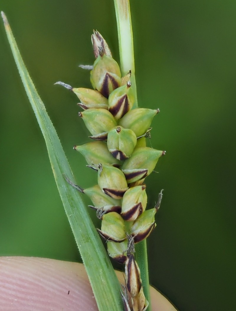 Grass-Like Sedge photo 2