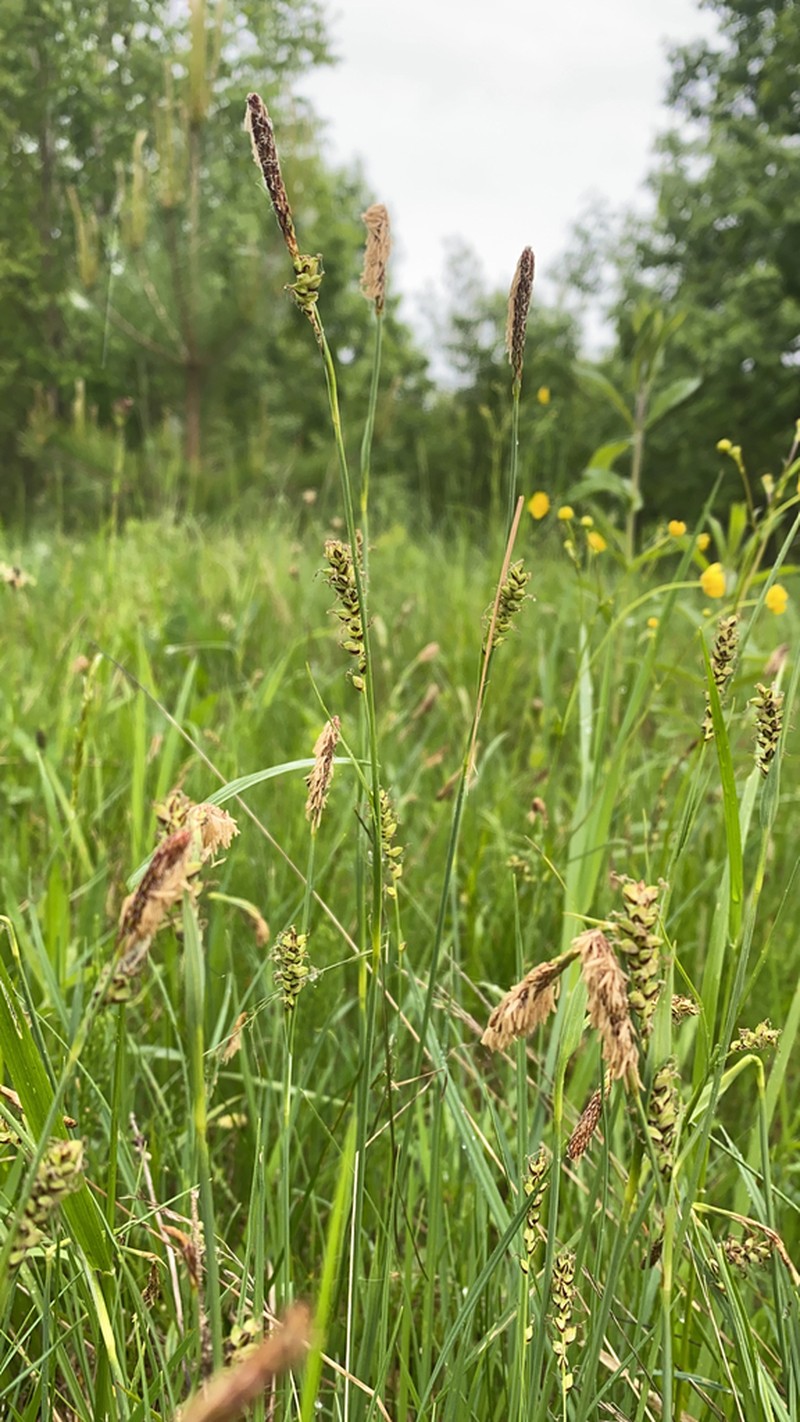 Grass-Like Sedge photo 3