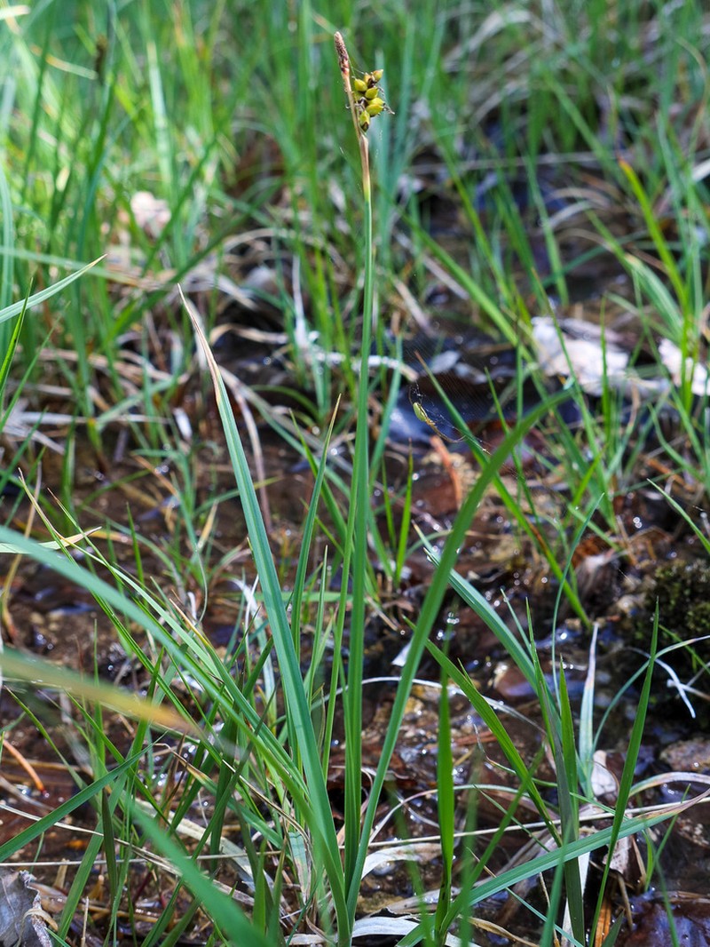Grass-Like Sedge photo 4