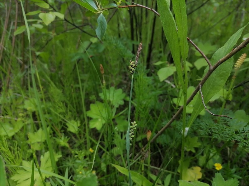Grass-Like Sedge photo 5