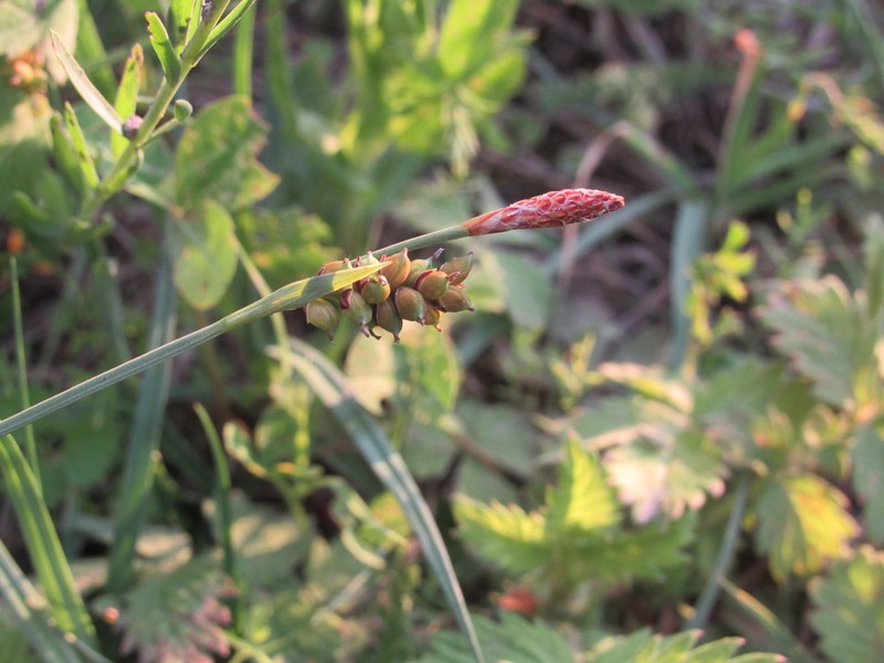 Grass-Like Sedge photo 6