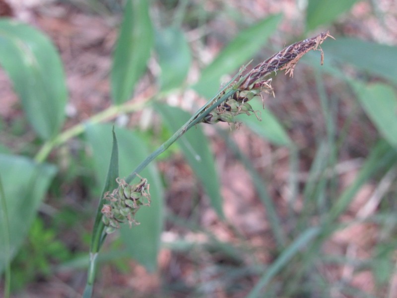 Grass-Like Sedge photo 7